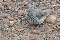 Geospiza magnirostris